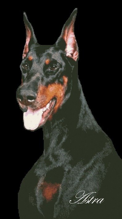 Dobermanas 11-KS - Image 2