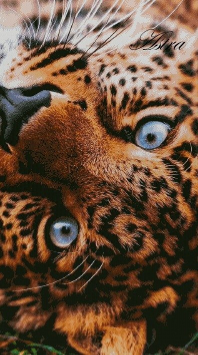 Leopardas 39-GV - Image 2
