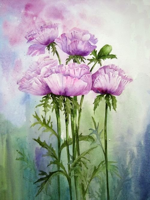 Akvareliniai anemonai 34-GL
