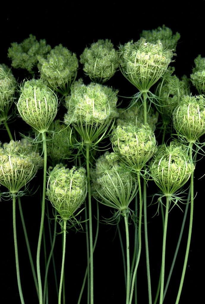 Queen Anne's Lace 43-GL