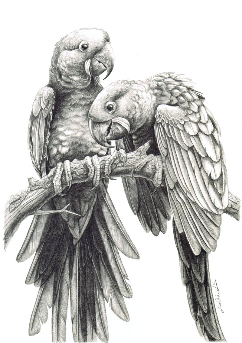 Papūgos 32-PC