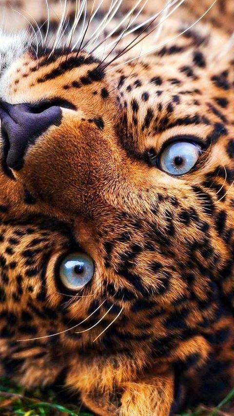 Leopardas 39-GV