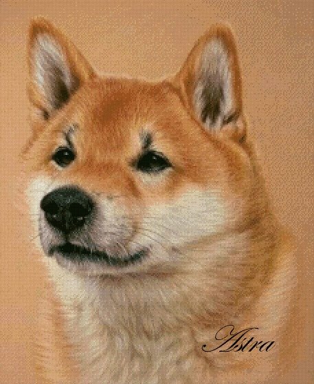 Siba Inu 19-KS - Image 2