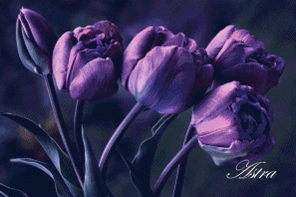 Tulpės 20-GL - Image 2